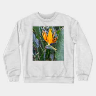 Bird of Paradise flower Crewneck Sweatshirt